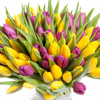 Букет из 101 сиреневого и желтого тюльпана